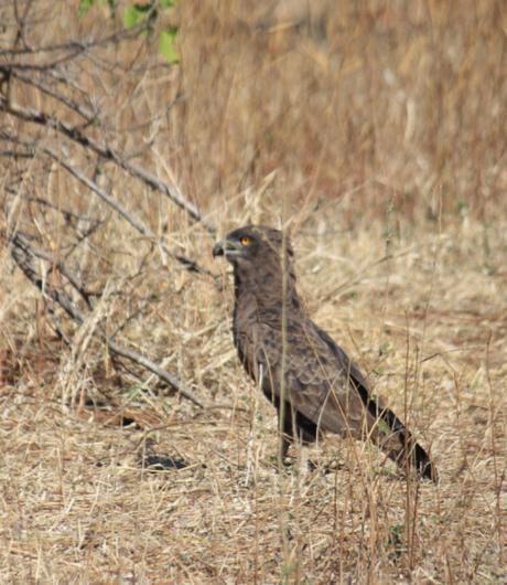 DAILY PHOTO: Birds of Chobe