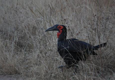 DAILY PHOTO: Birds of Chobe