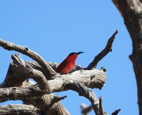 DAILY PHOTO: Birds of Chobe