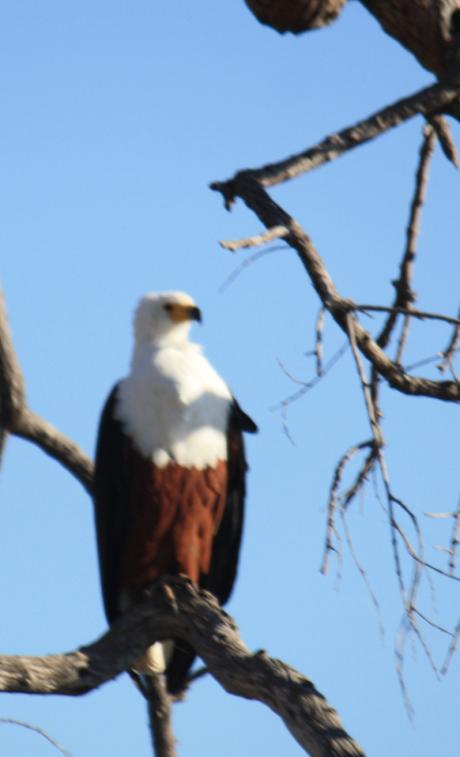 DAILY PHOTO: Birds of Chobe