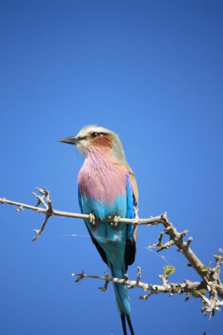 DAILY PHOTO: Birds of Chobe