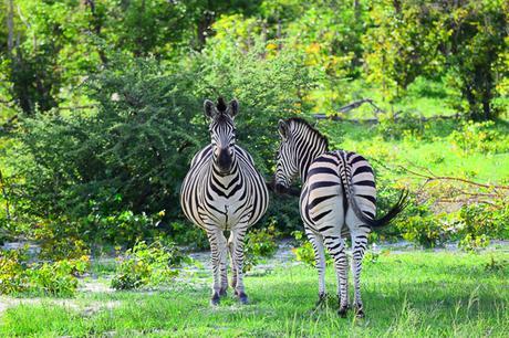 Safari in Botswana – Hospitable, Warm, Welcoming Botswana