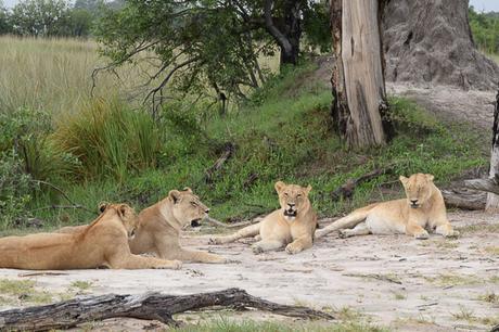 Safari in Botswana – Hospitable, Warm, Welcoming Botswana