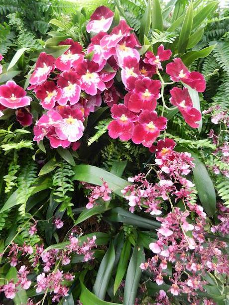 Orchid Show at the Botanical Gardens
