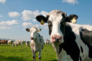 Dairy cows: © eisbachfoto / Fotolia via sciencedaily.com