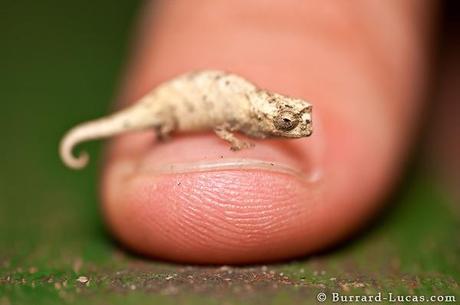 You Won’t Believe the Size of This Chameleon (If You Can Find It!)