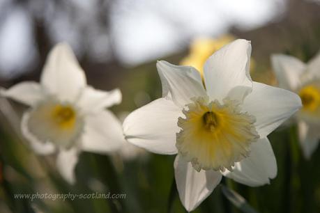 Photo - daffodils in spring