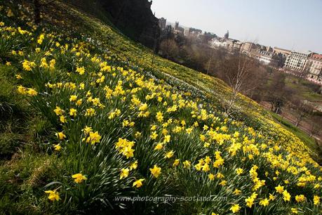 Picture - daffodils on spring