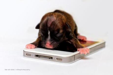 Casey at two weeks, smaller than an iPhone: image via facebook.com