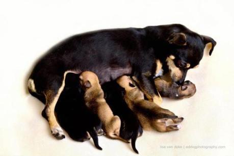 Casey and her five pups, including Beyoncé: image via facebook.com