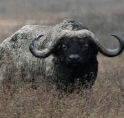 Buffalo Buffalo