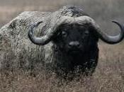 Featured Animal: Buffalo