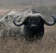 Buffalo