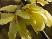 Plant Week: Forsythia Giraldiana