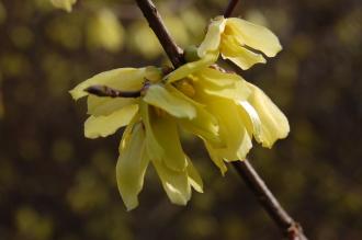 Forsythia giraldiana flower (1/03/2012, Kew, Londdon)