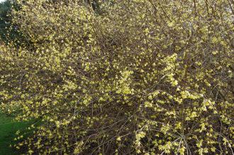 Forsythia giraldiana (1/03/2012, Kew, London)