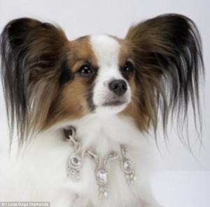 Diamond Dog Collars, Diamonds for Dogs