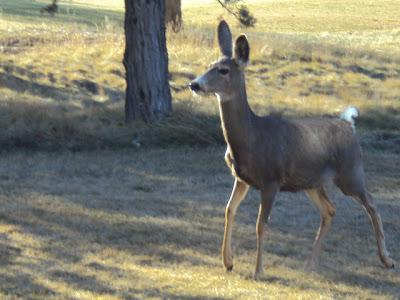 First Day: Eagle Crest :)