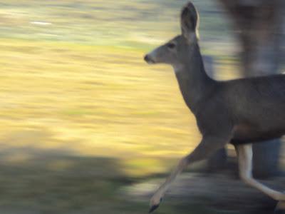 First Day: Eagle Crest :)