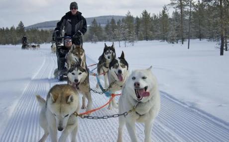 dog sledding iso syote_front view