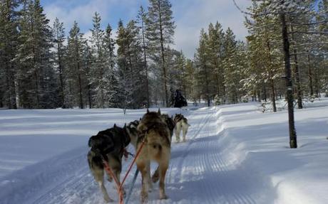 dog sledding iso syote_back view