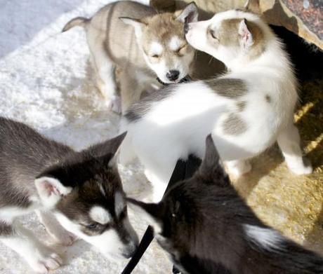 dog sledding iso syote_husky puppies