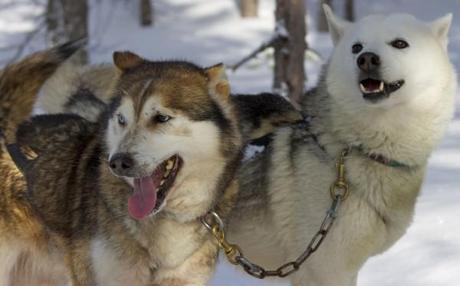 dog sledding iso syote_2 huskies