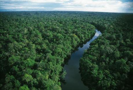 You Can Now Stroll Through Amazonian Rainforest on Your Desktop; Good or Bad?