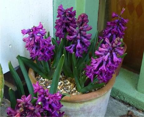 deep purple hyacinth in terracotta pot