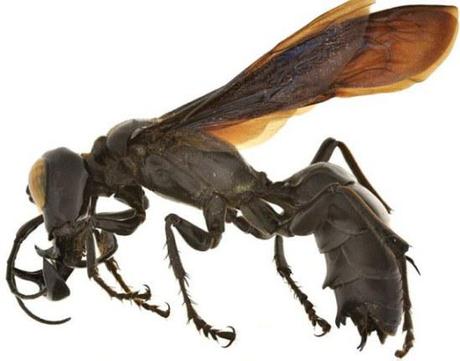 New species of wasp found in Sulawesi, Indonesia: image via dailymail.co.uk