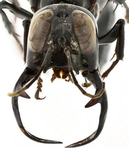 New species of wasp has long jaws: image via dailymail.co.uk