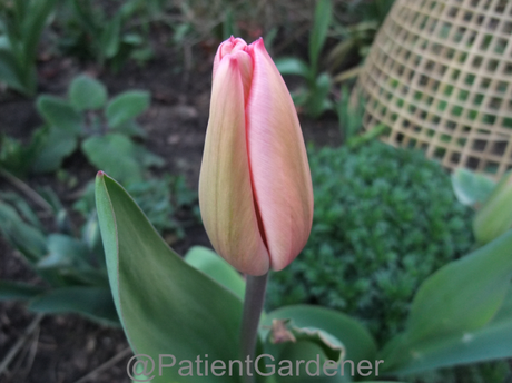 The First Tulip