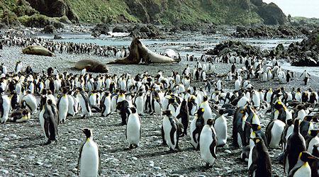 Messing With Mother Nature: The Macquarie Island Ecosystem