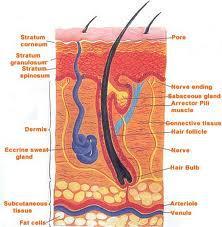 An overview: Alopecia