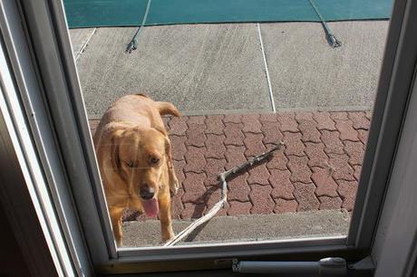 Almost Spring Clean Up