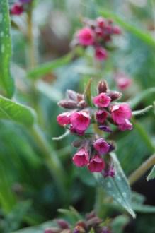 Pulmonaria 'Raspberry Splash' Flower (11/03/2012, Kew, London)