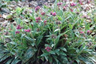 Pulmonaria 'Raspberry Splash' (11/03/2012, Kew, London)