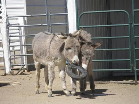 Donkeys at play: image via donkeyrescue.donordrive.com