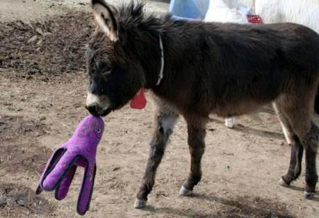 Are there toys especially for donkeys?: image via donkeyrescue.donordrive.com