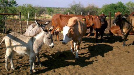 Guard donkeys are great for cattle and other livestock: image via bbc.co.uk