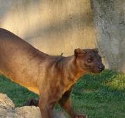 Fossa