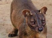 Featured Animal: Fossa