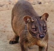 Fossa