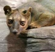 Fossa