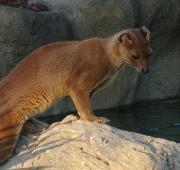 Fossa