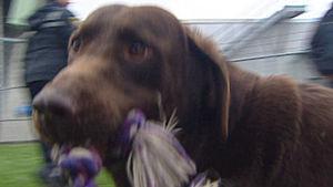 Missing Arkansas dog found roaming in Calgary
