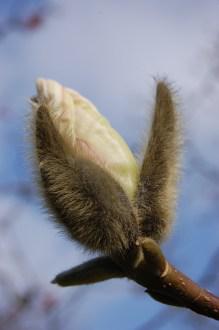 Magnolia denudata flower bud (11/03/22012, Kew, London)