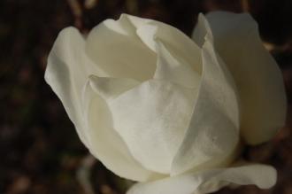 Magnolia denudata flower (11/03/22012, Kew, London)