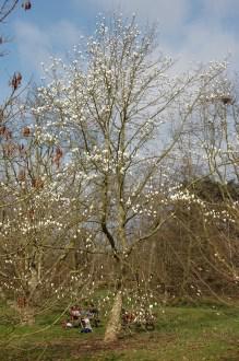 Magnolia denudata (11/03/22012, Kew, London)