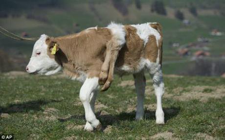 Lilli may be a bit of an oddball, but she's a happy calf: ©EPA via dailymail.co.uk
